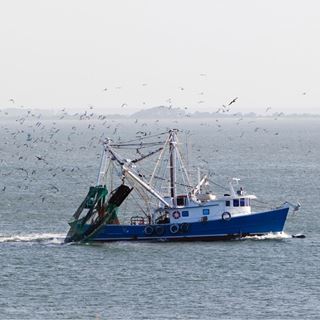 Garnalen vissen op de Noordzee