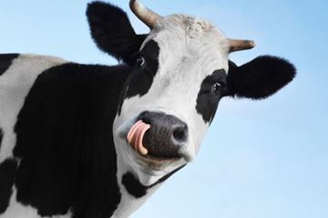 Origineel verjaardagscadeau Koe knuffelen Origineel verjaardagscadeau Koe knuffelen