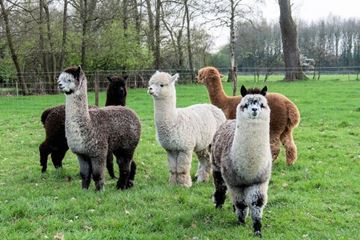 Cadeau Dierenliefhebber Ontmoet de Alpaca's Cadeau Dierenliefhebber Ontmoet de Alpaca's