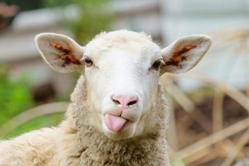 Dierenliefhebber cadeau Schapendrijven Dierenliefhebber cadeau Schapendrijven